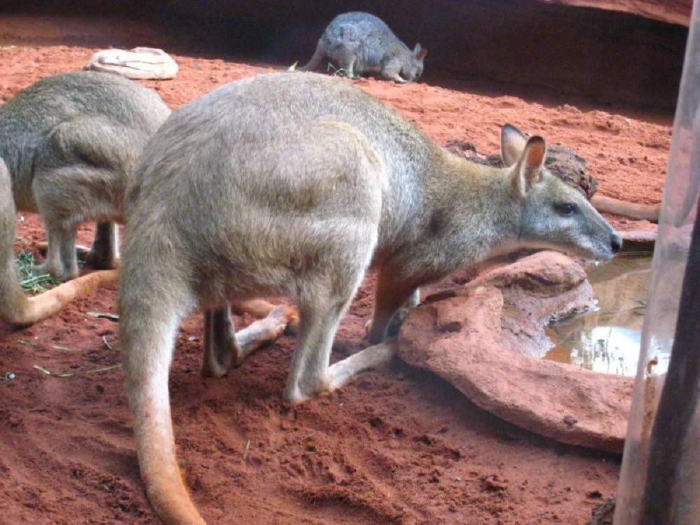 Kangaroos! Kangaroos!