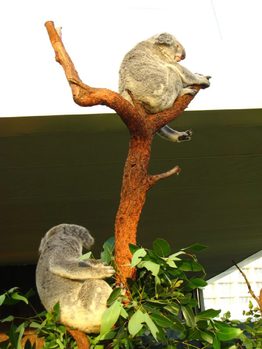 Koalas! Koalas!